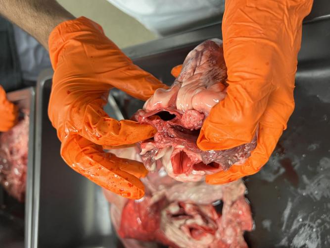 dissection 22-23