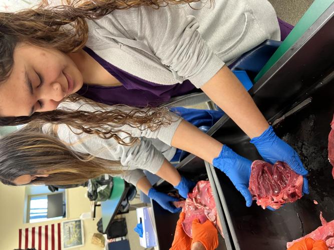 dissection 22-23